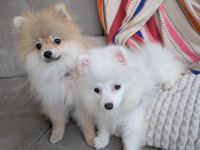 Zwergspitz-Mix Welpen (2 Hündin & 1 Rüde, 5 Monate) suchen Zuhause