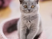 Britisch Kurzhaar Kitten