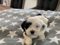 Havaneser Malteser Shih Tzu Mischlingswelpen suchen neue Familien