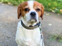 Beanie in 44319 Dortmund sucht sein Für-immer-Zuhause