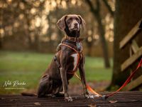 Mira in 26133 Oldenburg sucht ihr Für-immer-Zuhause