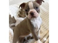 Bostonterrier Welpen aus Familien Aufzucht