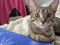 Ein Herz aus Samt: Lernen Sie den sanften Schnurrzel kennen