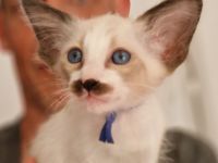 Siamesen Balinesen Orientalisch Kurzhaar / Langhaar kitten abzugeben