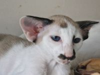 Siamesen Balinesen Orientalisch Kurzhaar / Langhaar kitten abzugeben