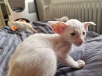 Siamesen Balinesen Orientalisch Kurzhaar / Langhaar kitten abzugeben