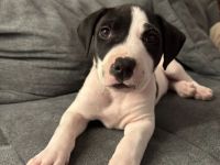 Hundewelpe Chabo sucht dringend neues Zuhause