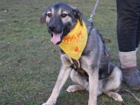 Buddi sucht seinen Buddy