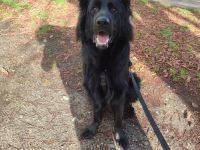 Deutsche Schäferhund Rüde 11 Monate mit Papieren