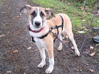 "Azra" bezaubernde Mischlings-Junghündin sucht ein Zuhause