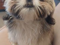 Vermittlung mit Herz – kleiner Hund sucht großes Zuhause/Szívből jövő örökbefogadás – egy kis kutya