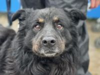 Liebenswerter Rodney sucht Neuanfang
