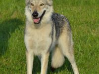 Tschechoslowakischer Wolfshund aus dem Ursprungsland