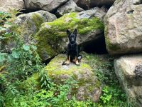 Deutscher Schäferhundwelpe