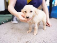 Milky Way sucht sein Zuhause