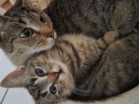 BKH mix Kitten zuckersůsse Seelenkatzen