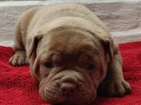 Old English Bulldog Oeb Welpen