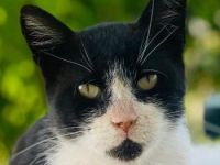 Helmut, geb. ca. 05/2020, lebt in GRIECHENLAND, auf einer privaten Pflegestelle