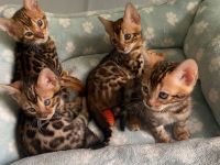 Reinrassige Bengal Kitten