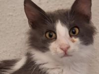 Mizor geb. ca. 05/2025, lebt in GRIECHENLAND, auf einer privaten Pflegestelle