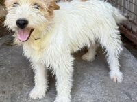 Matti - wer holt sich den Sonnenschein ins Haus ? - RESERVIERT