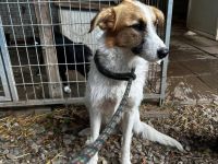 Jaron - sucht ein liebevolles und geduldiges Zuhause