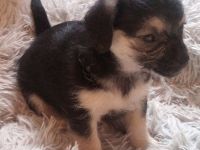 Zuckersüße & Super Aufmerksam Bolonka-Mix-Welpen..., sehr robuste & ausgewogene Züchtung