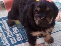 Zuckersüße & Super Aufmerksam Bolonka-Mix-Welpe-Nr.2.., sehr robuste & ausgewogene Züchtung