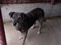 Liebevolles Zuhause gesucht für den schüchternen Dingo