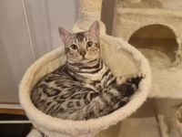 Reinrassiger Black Silver Bengal Deckkater mit Stammbaum