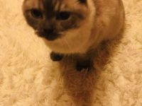 Britisch Kurzhaar Kater sucht liebevolles Zuhause