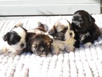 Shih Tzu Welpen