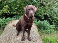 Wurfplanung braune Labradorwelpen Frühjahr 2026