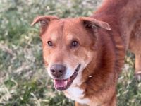 Rüde sucht Herzensdame