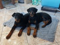Dobermann Mischling