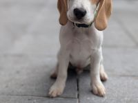 Beagle-Welpe: 5-monatiger Beagle mit Ahnentafel des Beagle Club Deutschland e.V.