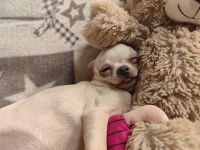 SÜSSE Chihuahua, mädchen welpe von den Saint Simon Origins!