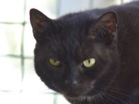 Bella, 7-jährige schüchterne, genügsame und hundeverträgliche Katze sucht ein ruhiges Zuhause