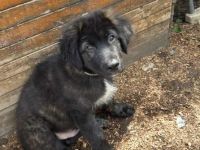 Welpen suchen ein neues Zuhause