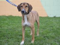 FILIP, Labrador/Jagdhund Mischling (kastriert) SGB 490,00 €