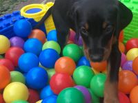 Dobermannwelpen