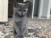 Britisch Kurzhaar Kitten