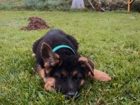 Deutsche Schäferhund Welpen suchen für immer Zuhause