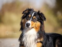 Australian Shepherd Deckrüde / black tri / ASCA