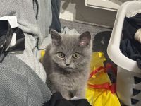 Verkaufe britisch kurzhaar kitten