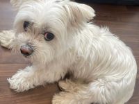 Susi 🐾 Einzelprinzessin aus 86316