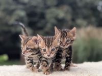 Wunderschöne reinrassige Bengalkitten mit Stammbaum