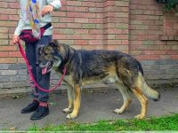 Lobo, großer sanftmütiger Riese ist kinderlieb