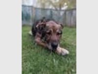 Lobo, großer sanftmütiger Riese sucht ein Plätzchen als Einzelprinz