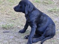 Labradorwelpen zu verkaufen